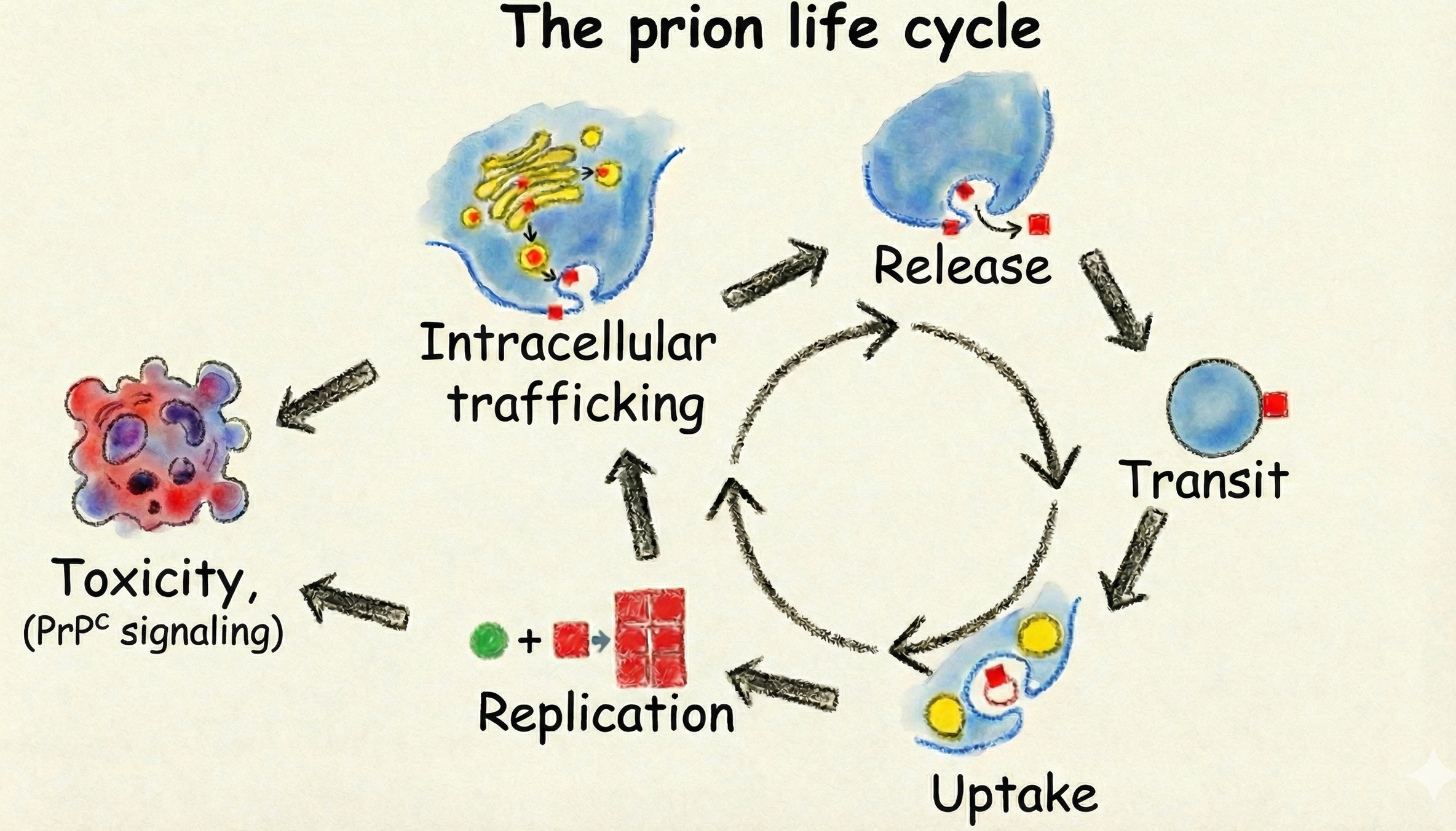 Schematic overview of the prion life cycle