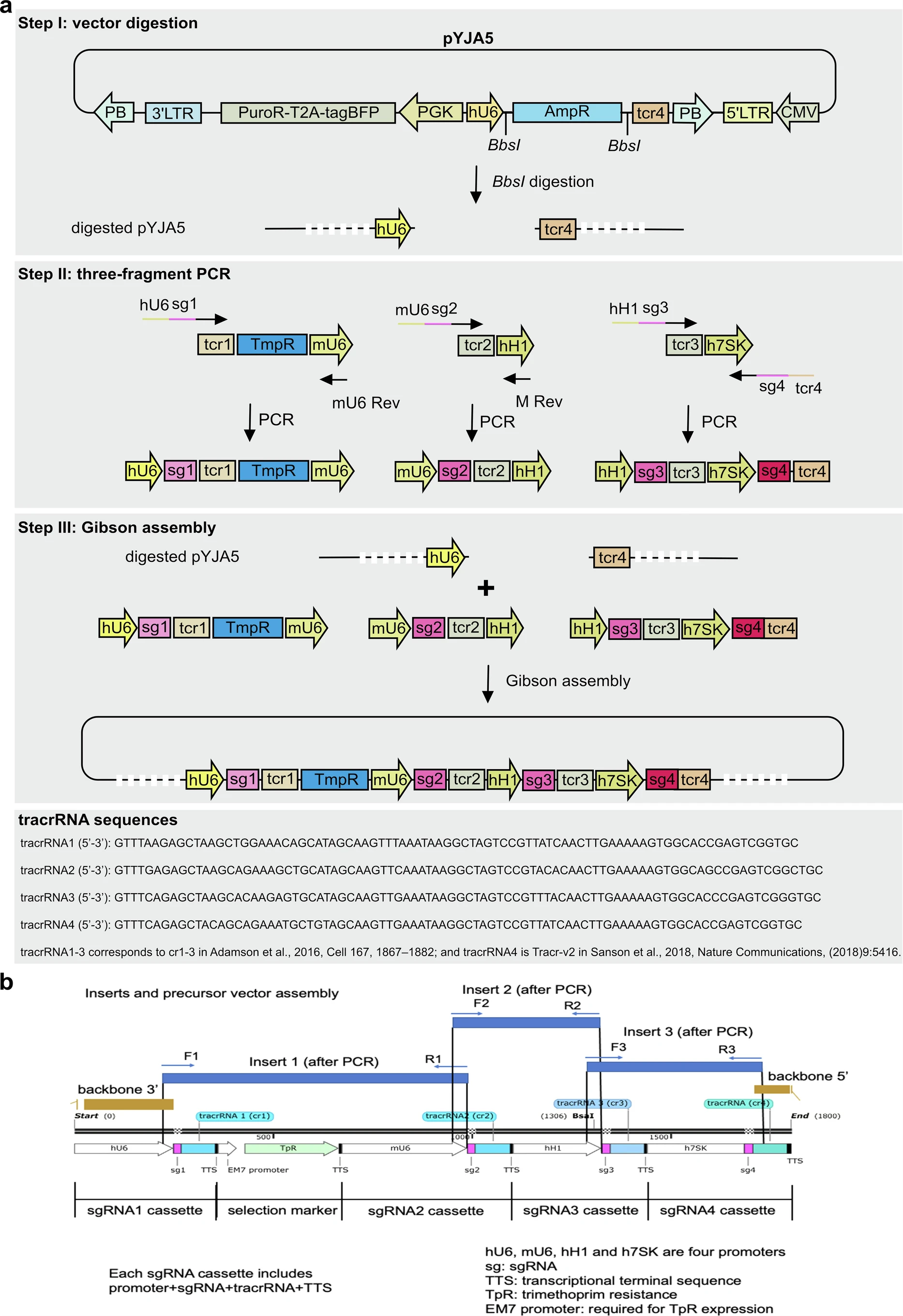 APPEAL cloning workflow